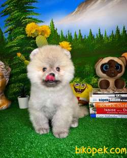Yavrupati̇ler Den Boz Gri̇ Ayı Renkli̇ Pomerani̇an Boo 2