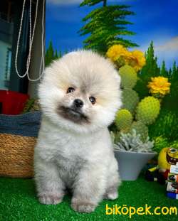 Yavrupati̇ler Den Boz Gri̇ Ayı Renkli̇ Pomerani̇an Boo 4