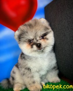 Yavrupatiler Den Carmacolor Saf Kan Irk Pomerani̇an Oğlumuz Camy 4