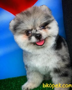 Yavrupatiler Den Carmacolor Saf Kan Irk Pomerani̇an Oğlumuz Camy 3