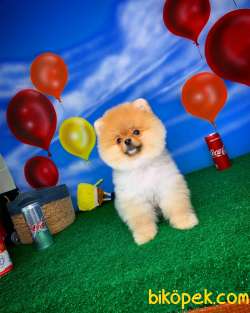 Mini Pomerani̇an Boo Oğlumuz Paci̇to- Yavrupati 2