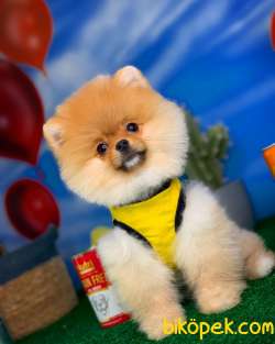 Mini Pomerani̇an Boo Oğlumuz Paci̇to- Yavrupati 4
