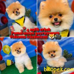 Mini Pomerani̇an Boo Oğlumuz Paci̇to- Yavrupati 1