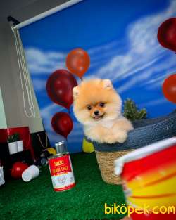 Mini Pomerani̇an Boo Oğlumuz Paci̇to- Yavrupati 3