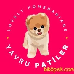 Yavrupatiler Den Parti̇color  Saf Kan Irk Pomerani̇an 4