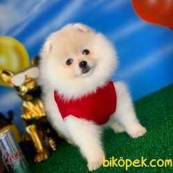Yavrupatiler Den Pomeranian Boo Beyaz Kızımız Suzy 5