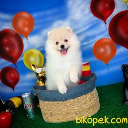 Yavrupatiler Den Pomeranian Boo Beyaz Kızımız Suzy 2