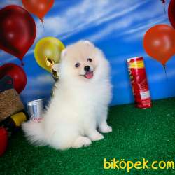 Yavrupatiler Den Pomeranian Boo Beyaz Kızımız Suzy 3