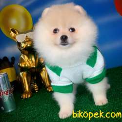Yavrupatiler Den Pomeranian Boo Beyaz Kızımız Suzy 4
