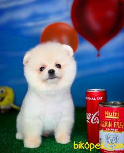 Yavrupatiler'den Pomeranian Boo Beyaz Yavru Oğlumuz Snowbross 3