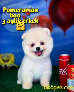 Yavrupatiler'den Pomeranian Boo Beyaz Yavru Oğlumuz Snowbross 1