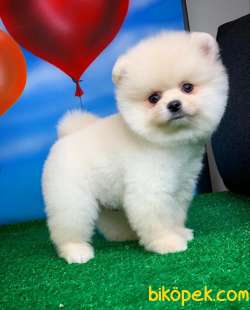 Yavrupatiler'den Pomeranian Boo Beyaz Yavru Oğlumuz Snowbross 2