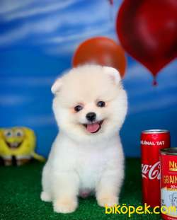 Yavrupatiler'den Pomeranian Boo Beyaz Yavru Oğlumuz Snowbross 4