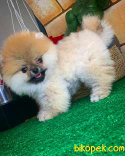 Yavrupatiler Den Pomerani̇an Boo Teacup Ayı Surat Oğlumuz Topaç 2