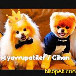 Yavrupatiler Den Pomerani̇an Boo Teacup Ayı Surat Oğlumuz Topaç 5