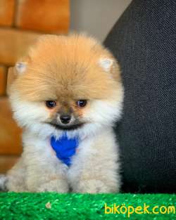 Yavrupatiler Den Pomerani̇an Boo Teacup Ayı Surat Oğlumuz Topaç 1