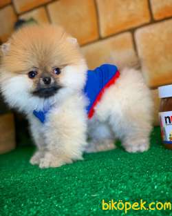 Yavrupatiler Den Pomerani̇an Boo Teacup Ayı Surat Oğlumuz Topaç 4