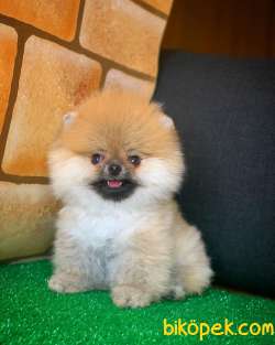 Yavrupatiler Den Pomerani̇an Boo Teacup Ayı Surat Oğlumuz Topaç 3
