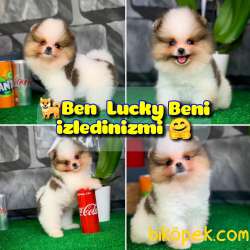 Yavrupatiler Den Saf Kan / Pomeranian Boo Yavru Oğlumuz Lucky 1