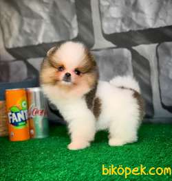 Yavrupatiler Den Saf Kan / Pomeranian Boo Yavru Oğlumuz Lucky 4
