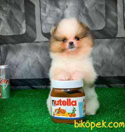 Yavrupatiler Den Saf Kan / Pomeranian Boo Yavru Oğlumuz Lucky 5