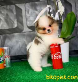 Yavrupatiler Den Saf Kan / Pomeranian Boo Yavru Oğlumuz Lucky 2