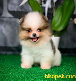 Yavrupatiler Den Saf Kan / Pomeranian Boo Yavru Oğlumuz Lucky 3