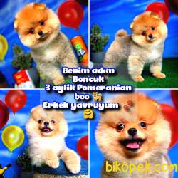 Yavrupatiler Den Safkan Pomerani̇an Boo Yavru Oğlumuz Fındık 1