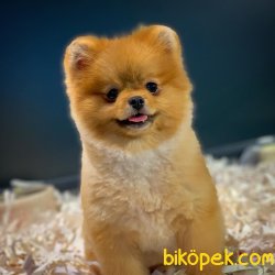 Yavrupatiler'den Scr Li Oğlumuz Bobo / Pomeranian Boo 5
