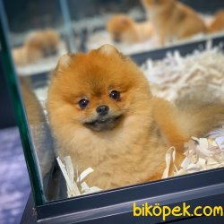 Yavrupatiler'den Scr Li Oğlumuz Bobo / Pomeranian Boo 1