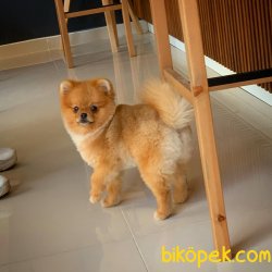 Yavrupatiler'den Scr Li Oğlumuz Bobo / Pomeranian Boo 2