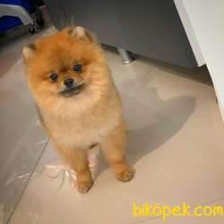 Yavrupatiler'den Scr Li Oğlumuz Bobo / Pomeranian Boo 3