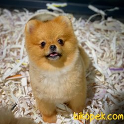 Yavrupatiler'den Scr Li Oğlumuz Bobo / Pomeranian Boo 4