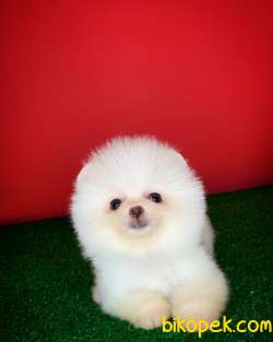 Teacup Pomerani̇an Boo Yavru Oğlumuz Miço- Yavrupati 2