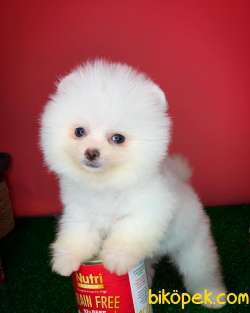 Teacup Pomerani̇an Boo Yavru Oğlumuz Miço- Yavrupati 4