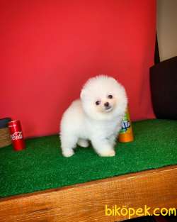 Teacup Pomerani̇an Boo Yavru Oğlumuz Miço- Yavrupati 3