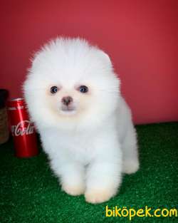 Teacup Pomerani̇an Boo Yavru Oğlumuz Miço- Yavrupati 5