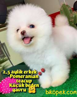 Teacup Pomerani̇an Boo Yavru Oğlumuz Miço- Yavrupati 1