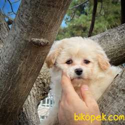 Yavrupatiler Güvencesiyle Maltipoo Yavrularımız 4