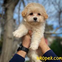 Yavrupatiler Güvencesiyle Maltipoo Yavrularımız 1