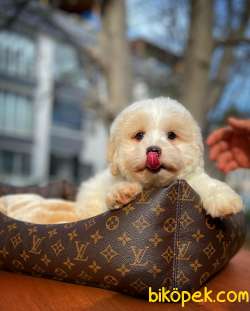 Yavrupatiler Güvencesiyle Maltipoo Yavrularımız 3