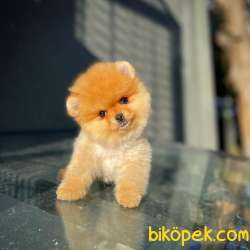 Yavrupatiler Güvencesiyle Pomeranian Boo Yavrularımız 3