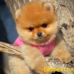 Yavrupatiler Güvencesiyle Pomeranian Boo Yavrularımız 4