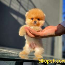 Yavrupatiler Güvencesiyle Pomeranian Boo Yavrularımız 1
