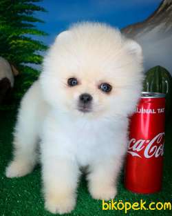 @Yavrupatiler Güvencesiyle Pomeranian Boo Yavrularımız 2