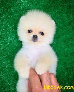 @Yavrupatiler Güvencesiyle Pomeranian Boo Yavrularımız 3
