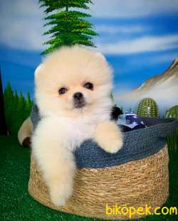 @Yavrupatiler Güvencesiyle Pomeranian Boo Yavrularımız 4