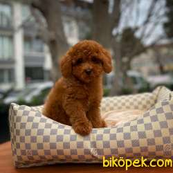 Yavrupatiler Güvencesiyle Red Toy Poodle  Yavrularımız 1