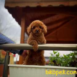 Yavrupatiler Güvencesiyle Red Toy Poodle  Yavrularımız 5