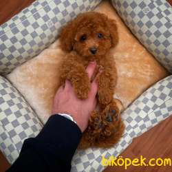 Yavrupatiler Güvencesiyle Red Toy Poodle  Yavrularımız 4
